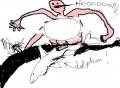 dolphin