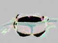 bzz